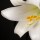 lily_9097cnp